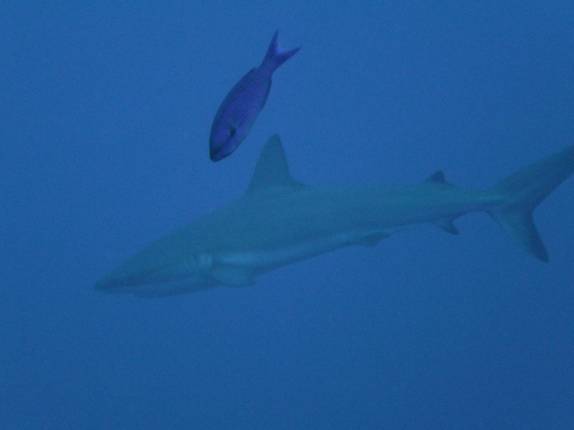 Encontro com um tubarão no Randy's Gazeboo, em Little Cayman, nas Ilhas Caiman